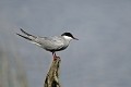 Guifette moustac perchée oiseau;palmipede;guifette-moustac;chlidonias-hybridus;repos;indre-36;brenne;france; 