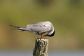 Guifette moustac sur un poteau oiseau;palmipede;guifette-moustac;chlidonias-hybridus;poteau;indre-36;brenne;france; 