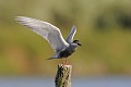 Guifette moustac se posant sur un poteau oiseau;palmipede;guifette-moustac;chlidonias-hybridus;atterrissage-sur-un-poteau;indre-36;brenne;france; 