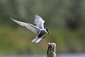 Guifette moustac à l'atterrissage sur un poteau oiseau;palmipede;guifette-moustac;chlidonias-hybridus;atterrissage-sur-un-poteau;indre-36;brenne;france; 