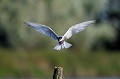 Guifette moustac atterrissant sur un poteau oiseau;palmipede;guifette-moustac;chlidonias-hybridus;atterrissage;indre-36;brenne;france; 