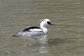 Harle piette sur un lac oiseau;palmipede;harle-piette;mergus-albellus;lac;yvelines-78;france; 