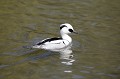 Harle piette mâle sur un lac oiseau;palmipede;harle-piette;mergus-albellus;male;lac;yvelines-78;france; 