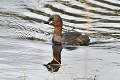 Grèbe castagneux sur un étang oiseauxpalmipede;grebe-castagneux;tachybaptus-ruficollis;étang;indre-36;brenne;france; 