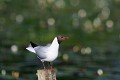 Mouette rieuse perchée sur un poteau oiseau;palmipede;mouette-rieuse;larus-ridibundus;perchee-sur-un-poteau;indre-36;brenne;france; 