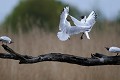 Mouettes rieuses qui se querellent oiseau;palmipede;mouette-rieuse;larus-ridibundus;querelle;indre-36;france; 