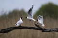 Mouettes rieuses qui se querellent oiseau;palmipede;mouette-rieuse;larus-ridibundus;querelle;indre-36;brenne;france; 