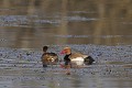 Nettes rousses en couple sur un étang oiseau;palmipede;nette-rousse;netta-rufina;couple;etang;indre-36;france; 