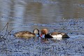 Nette rousse en couple sur un étang oiseau;palmipede;nette-rousse;netta-rufina;couple;etang;indre-36;brenne;france; 