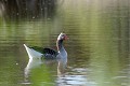 Oie cendrée sur un étang oiseau;palmipede;oie-cendree;anser-anser;etang;indre-36;brenne;france; 