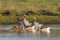 Oies cendrées en groupe au bord d'un étang oiseau;palmipede;oie-cendree;anser-anser;groupe;étang;indre-36;brenne;france; 