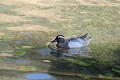 Sarcelle d'été sur un étang oiseau;palmipede;sarcelle-d-ete;anas-querquedula;etang;indre-36;brenne;france; 