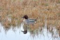 Sarcelle d'hiver au bord d'un étang oiseau;palmipede;sarcelle-d-hiver;anas-crecca;male;etang;indre-36;brenne;france; 