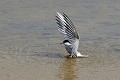 Sterne pierregarin qui se pose au bord d'un lac oiseau;palmipede;sterne-pierregarin;sterna-hirundo;aterrissage-en-bord-d-etang;yvelines-78;france 