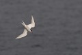 Sterne pierregarin en piqué sur un lac oiseau;palmipede;sterne-pierregarin;sterna-hirundo;vol-pique;yvelines-78;france; 