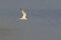 Sterne pierregarin en vol oiseau;palmipede;sterne-pierregarin;sterna-hirundo;vol;yvelines-78;france; 