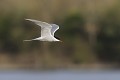 Sterne pierregarin en vol oiseau;palmipede;sterne-pierregarin;sterna-hirundo;vol;yvelines-78;france; 