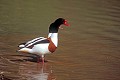 Tadorne de Belon en couple au bord d'un lac oiseau;palmipede;tadorne-de-belon;tadorna-tadorna;couple;bord-de-lac;yvelines78;france; 