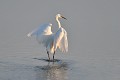 Aigrette garzette à la pêche sur un étang oiseau;echassier;aigrette-garzette;aigretta-garzetta;peche;etang:indre-36;brenne;france 