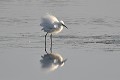 Aigrette garzette qui s'ébroue oiseau;echassier;aigrette-garzette;egretta-garzetta;toilettage;indre-36;brenne;france; 