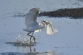 Aigrette garzette à la pêche dans un étang oiseau;echassier;aigrette-garzette;pêche-étang;indre-36;brenne;france; 