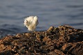 Aigrette garzette qui s'ébroue en bord de mer oiseau;echassier;aigrette-garzette;egretta-garzetta;toilettage;corse;france; 