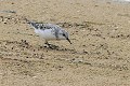 Bécasseau sanderling cherchant sa nourriture oiseau;echassier;bécasseau-sanderling;calidris-alba;yvelines-78;france; 