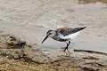 Bécasseau variable cherchant sa nourriture sur le bord d'un lac oiseau;echassier;becasseau-variable;calidris-alpina;lac;nourriture;yvelines-78;france 