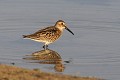 Bécasseau variable au sol au bord d'un lac oiseau;echassier;becasseau-variable;calidris-alba;lac;sol;yvelines-78;france; 