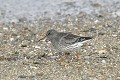 Bécasseau violet au sol oiseau:echassier;becasseau-violet;calidris-maritima;sol;ile-d-yeu;france; 