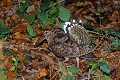 Bécasse des bois en sous-bois oiseau;echassier;becasse-des-bois;scolopax-rusticola;sous-bois;yvelines-78;france; 