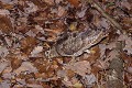 Bécasse des bois cherchant des vers en sous-bois oiseau;echassier;becasse-des-bois;scolopax-rusticolas;nourriture;vers;sous-bois;yvelines-78;france; 