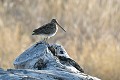 Bécassine des marais perchée sur une souche oiseau;echassier;becassine-des-marais;callinago-callinago;souche;perchée;indre-36;brenne;france; 