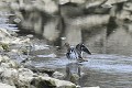 Bécassine des marais sur le bord d'un étang oiseau;echassier;becassine-des-marais;callinago-callinago;étang;lot-46;france; 