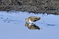 Bécassine des marais cherchant sa nourriture au bord d'un étang oiseau;echassier;becassine-des-marais;callinago-callinago;nourriture;bord-d-etang;indre-36;france; 