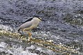 Bihoreau gris à la pêche dans une rivière oiseau;echassier;bihoreau-gris;nycticorax-nycticorax;peche;riviere;indre-36;france 