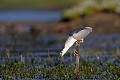 Bihoreau gris à la pêche dans un étang oiseau;echassier;bihoreau-gris;nycticorax-nycticorax;peche;etang;brenne;indre-36;france; 