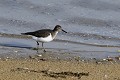 Chevalier guignette au bord d'un lac oiseau;echassier;chevalier-guignette;actitis-hypoleucos;bord-de-lac;yvelines-78;france; 