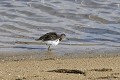 Chevalier guignette au bord d'un lac oiseau;echassier;chevalier-guignette;actitis-hypoleucos;bord-de-lac;yvelines-78;france; 