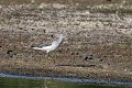 Chevalier aboyeur au bord d'un étang oiseau;echassier;chevalier-aboyeur;tringa-rebularia;étang;yvelines-78;france; 