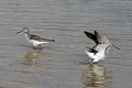 Chevaliers aboyeurs à la pêche en bordure d'étang oiseau;echassier;chevalier-aboyeur;tringa-rebularia;bord-d-etang;yvelines-78;france; 