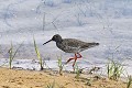 Chevalier gambette au bord d'un lac oiseau;echassier;chevalier-gambette;lac;yvelines-78;france; 