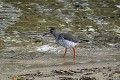 Chevalier gambette au bord d'un lac oiseau;echassier;chevalier-gambette;lac;tringa-totanus;yvelines-78;france; 