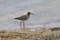 Chevalier gambette au bord d'un lac oiseau;echassier;chevalier-gambette;tringa-totanus;lac;yvelines-78;france; 