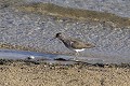 Chevalier sylvain au bord d'un lac oiseau;echassier;chevalier-sylvain;tringa-glareola;yvelines-78;france; 