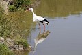 Cigogne blanche sur la berge d'un lac oiseau;echassier;cigogne-blanche;ciconia-ciconia;berge-d-un-lac;france; 