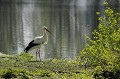 Cigogne blanche sur la berge d'un lac oiseau;echassier;cigogne-blanche;ciconia-ciconia;lac;berge;france; 