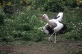 Cigogne blanche en parade nuptiale oiseau;echassier;cigogne-blanche;ciconia-ciconia;parade-nuptiale;france; 