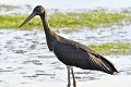 Cigogne noire juvénile oiseau;echassier;cigogne-noire;ciconia-nigra;juvenile;indre-36;brenne;france; 