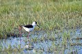 Echasse blanche dans une prairie humide oiseau;echassier;echasse-blanche;himantopus-himantopus;prairie-humide;indre-36;brenne;france; 